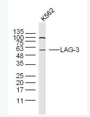 LAG3 淋巴细胞活化基因-3（CD223）抗体,LAG3
