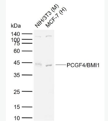 PCGF4/BMI1 组蛋白相关Bmi1抗体,PCGF4/BMI1