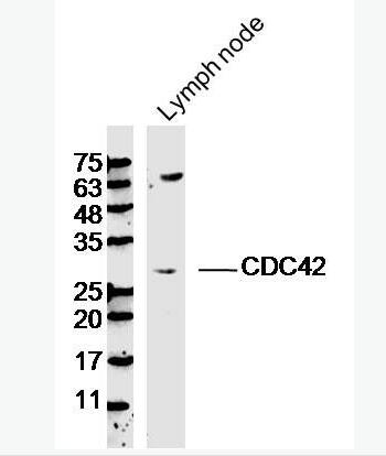 CDC42 细胞分化周期CDC42蛋白抗体,CDC42