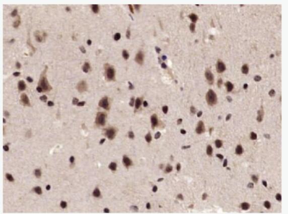 Phospho-cdc25C (Thr48) 磷酸化细胞分裂周期蛋白25C抗体,Phospho-cdc25C (Thr48)