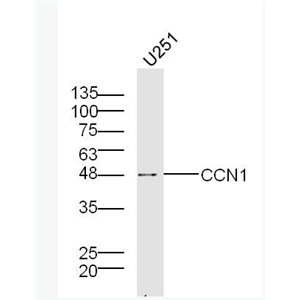 CCN1 富半胱氨酸肝素结合蛋白61抗体