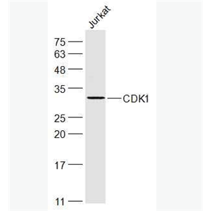 CDK1 周期素依赖激酶1抗体