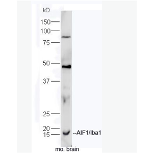 AIF1/Iba1 离子钙接头蛋白抗体,AIF1/Iba1