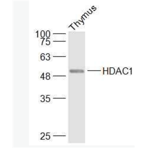 HDAC1 组蛋白去乙酰化酶1抗体,HDAC1