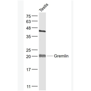 Gremlin 骨形态形成蛋白拮抗蛋白抗体