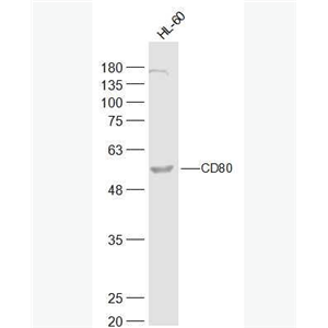 CD80 刺激分子B7-1蛋白抗体