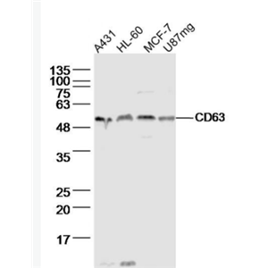 CD63 黑色素瘤相关抗原抗体