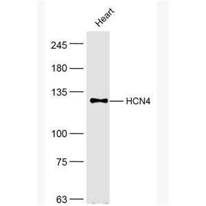 HCN4 环化核苷酸调控阳离子通道蛋白亚型4,HCN4