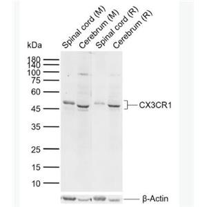 CX3CR1 趋化因子受体1抗体