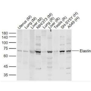 Elastin 弹性蛋白抗体