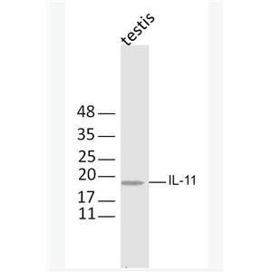 IL-11 白介素11抗体,IL-11