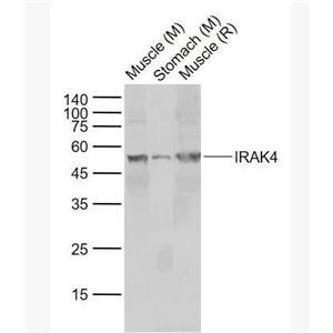 IRAK4 白介素-1受体相关激酶4抗体