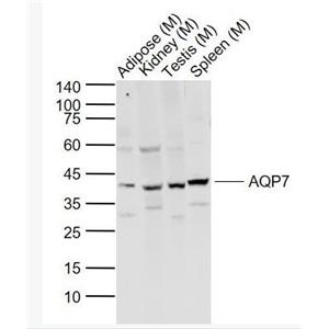 AQP7 水通道蛋白-7抗体