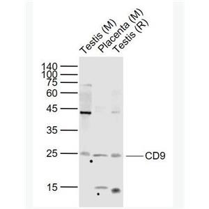 CD9 CD9蛋白抗体,CD9