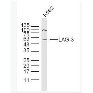 LAG3 淋巴细胞活化基因-3（CD223）抗体
