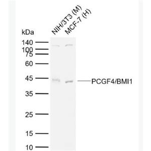 PCGF4/BMI1 组蛋白相关Bmi1抗体