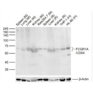 FCGR1A/CD64 免疫球蛋白G Fc段受体I