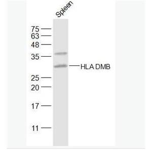 HLA-DPB1 组织相容性复合体2抗体