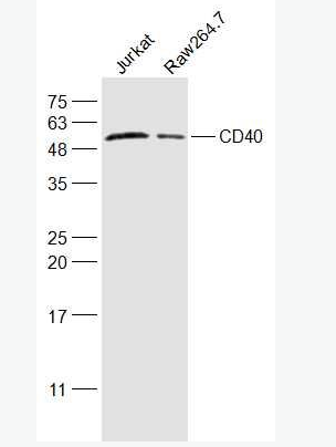 CD40/TNFRSF5 肿瘤坏死因子受体超家族成员5抗体,CD40/TNFRSF5