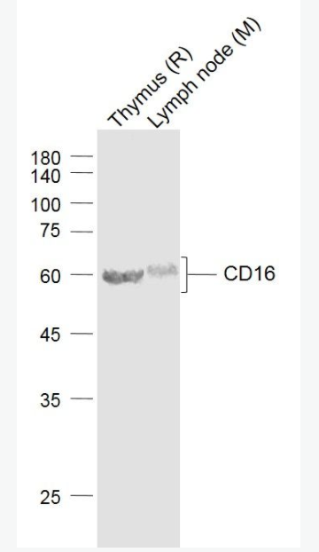 CD16 FC段γ受體3/免疫球蛋白G Fc段受體III抗體,CD16