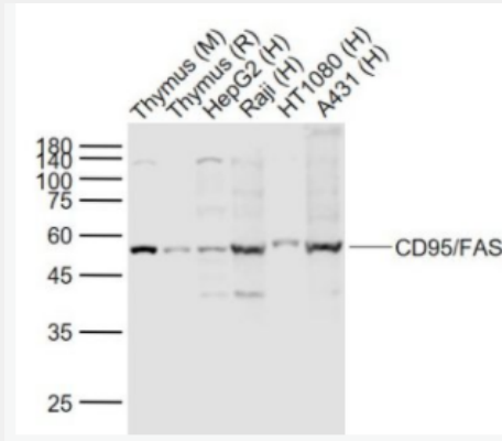 CD95/FAS 載脂蛋白1抗體,CD95/FAS