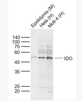 IDO1 吲哚胺2,3-双加氧酶抗体,IDO1