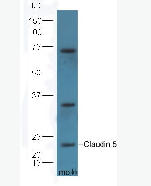 Claudin 5 紧密连接蛋白5抗体,Claudin 5