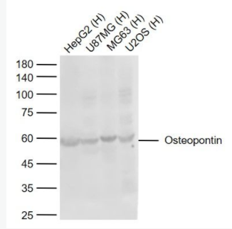 Osteopontin 骨橋蛋白/分泌型磷蛋白1抗體,Osteopontin