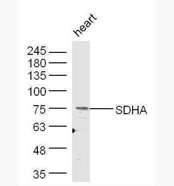 SDHA 琥珀酸脫氫酶復(fù)合體亞基A抗體,SDHA