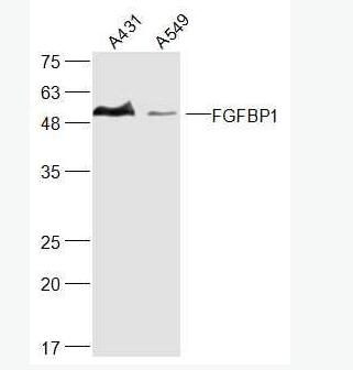 FGFBP1 纤维细胞生长因子结合蛋白抗体,FGFBP1