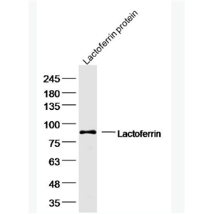 Lactoferrin 乳铁蛋白抗体