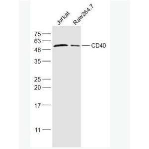 CD40/TNFRSF5 肿瘤坏死因子受体超家族成员5抗体