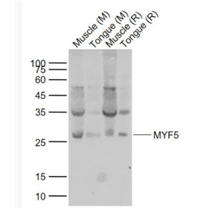 MYF5 生肌决定因子Myf5抗体,MYF5