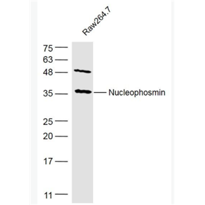 Nucleophosmin 核仁磷酸蛋白抗体