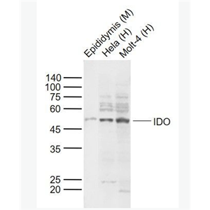 IDO1 吲哚胺2,3-双加氧酶抗体