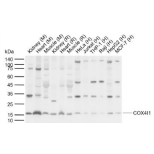 COX4I1 细胞色素c氧化酶IV亚型1抗体