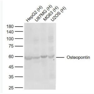 Osteopontin 骨桥蛋白/分泌型磷蛋白1抗体
