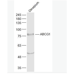 ABCG1 三磷酸腺苷结合盒亚家族G1抗体.