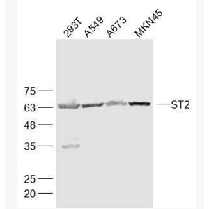 ST2 白细胞介素1受体相关蛋白抗体