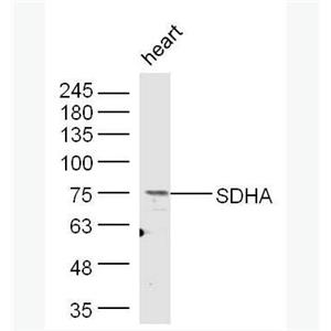 SDHA 琥珀酸脱氢酶复合体亚基A抗体