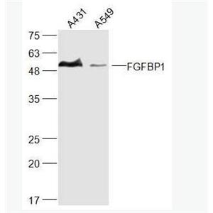 FGFBP1 纤维细胞生长因子结合蛋白抗体,FGFBP1
