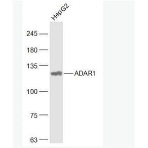 ADAR1 双链RNA腺苷酸脱氨基酶（C端）抗体