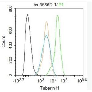 Tuberin 马铃薯球蛋白(结节性硬化)抗体