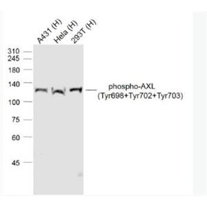 phospho-AXL (Tyr698+Tyr702+Tyr703) 磷酸化粘附相关激酶抗体