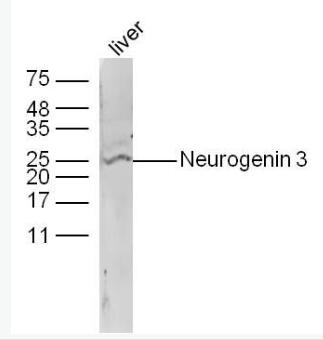 Neurogenin3 神经元素3抗体,Neurogenin3