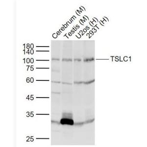 TSLC1 细胞粘附分子1抗体.