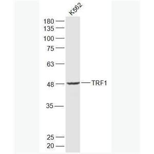 TRF1 端粒体复制结合因子1抗体,TRF1
