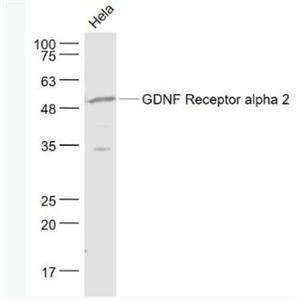 GDNF Receptor alpha 2 胶质细胞系源性神经营养因子受体α2抗体