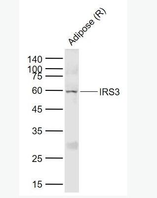 IRS3 胰岛素受体底物-3抗体,IRS3