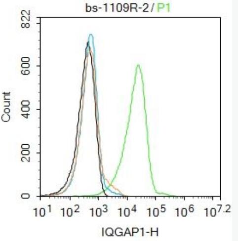 IQGAP1 支架蛋白抗体,IQGAP1